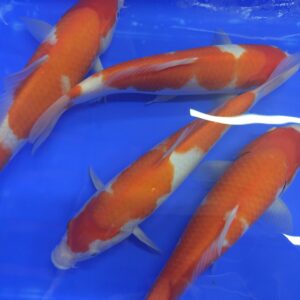 Kohaku Oishi Koifarm